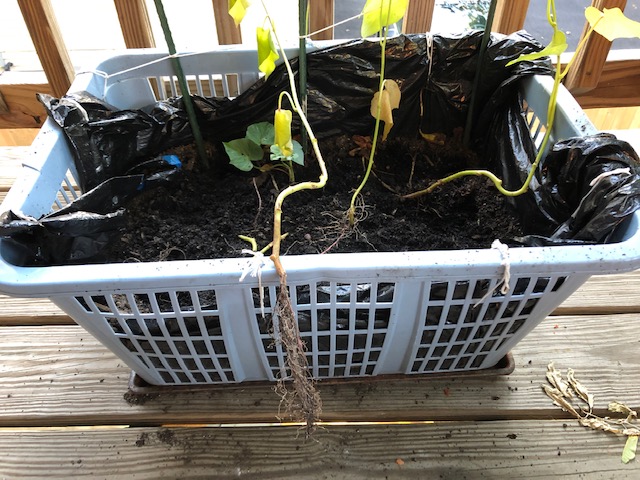 sweetpotatoplayground